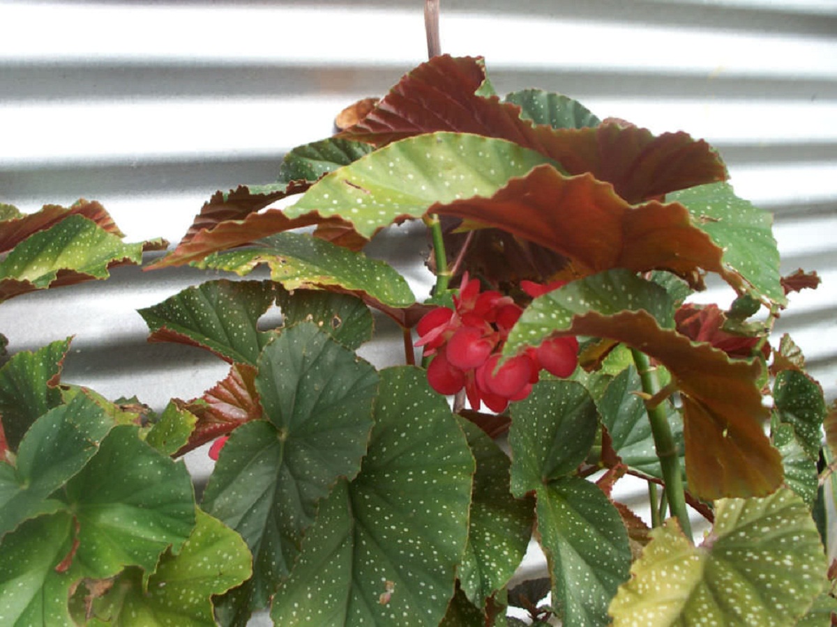 une plante en pot appelée Begonia corallina