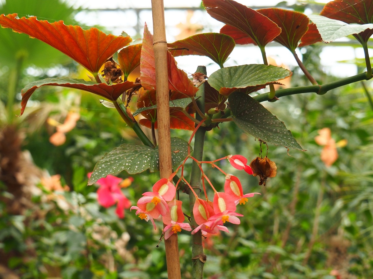 image en gros plan de la plante appelée Begonia corallina