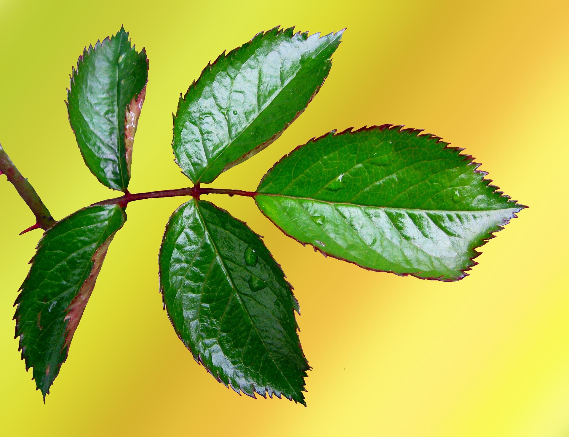 Les feuilles des roses sont composées