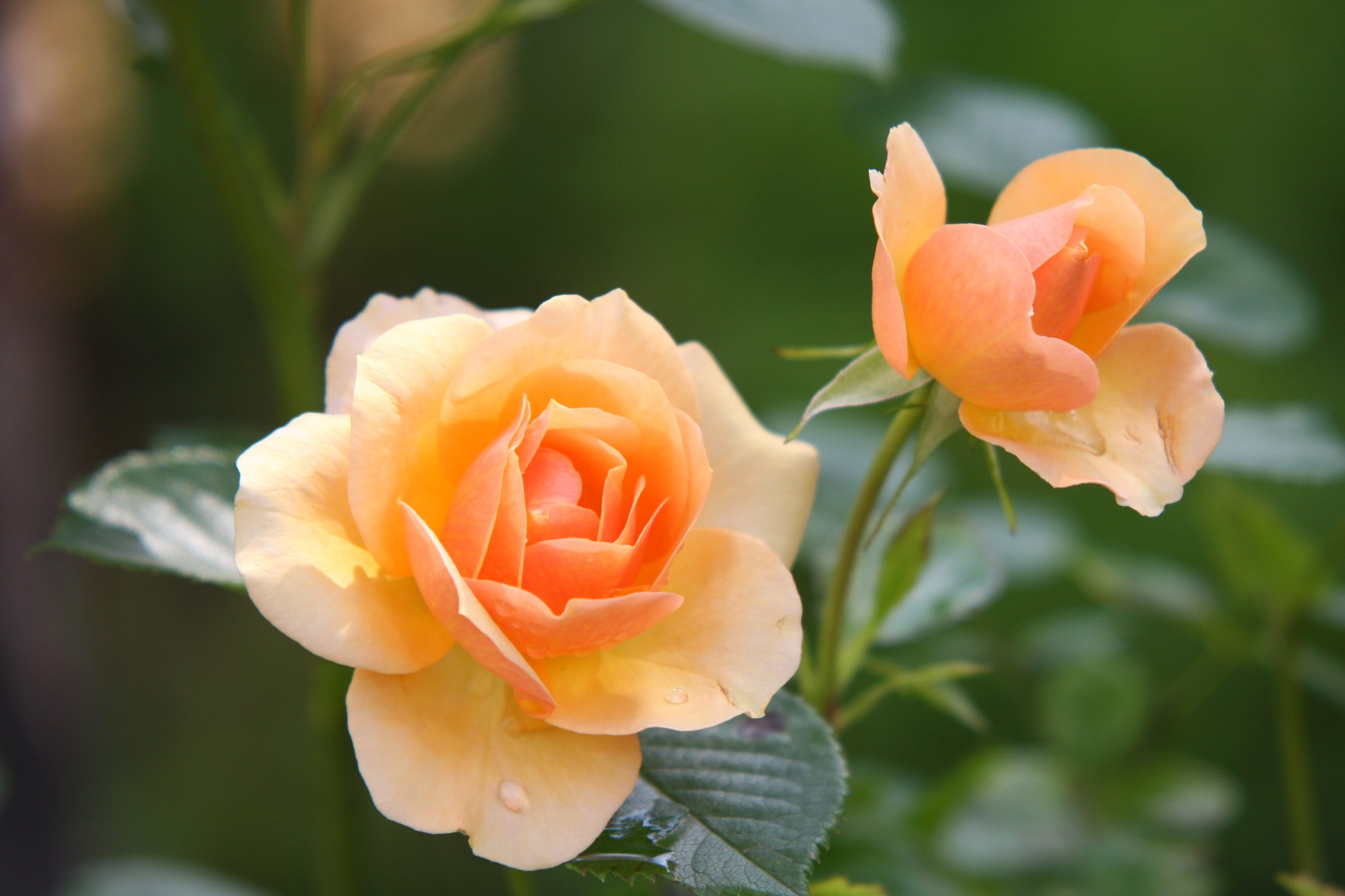 Roses en fleurs