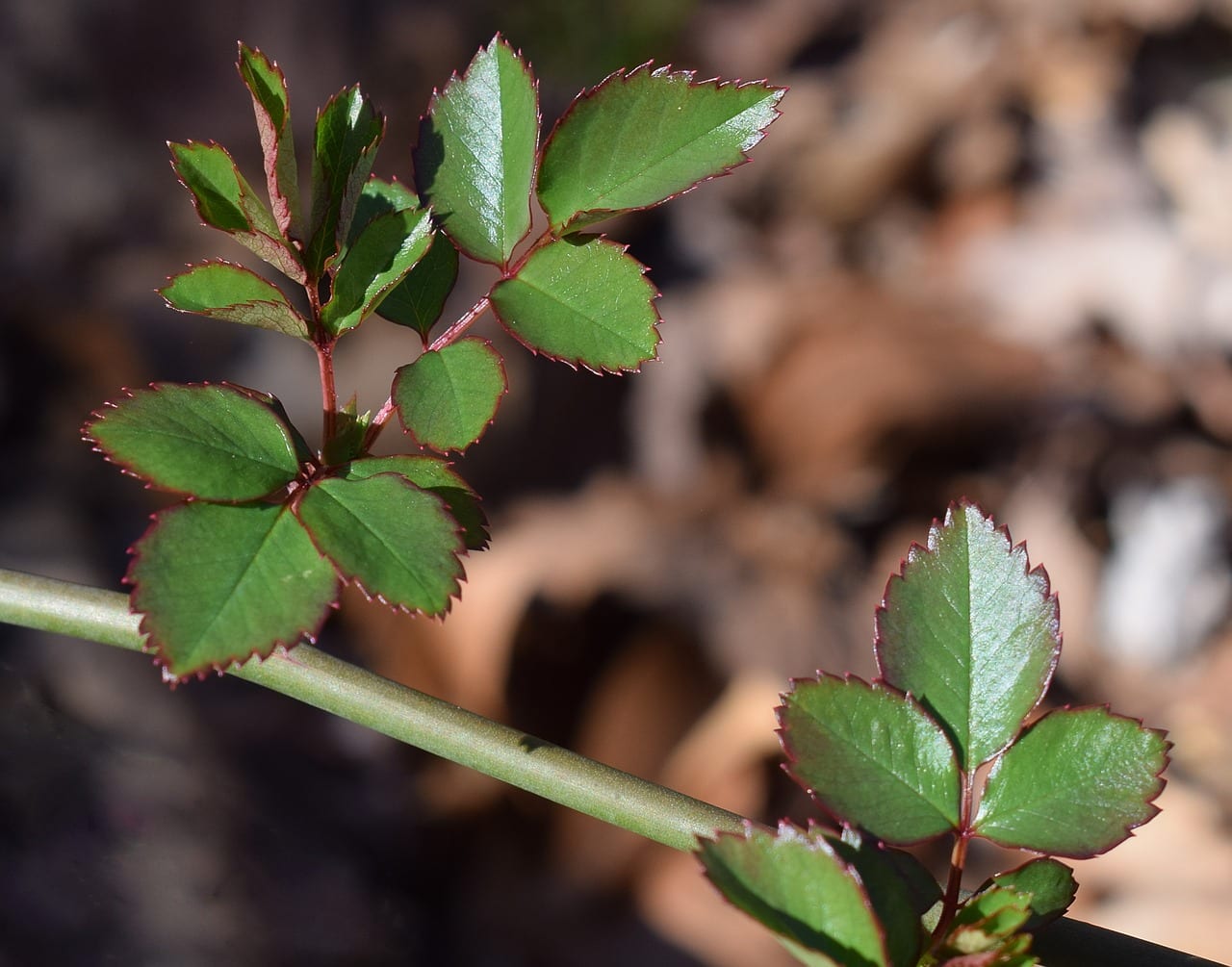 Nouvelles feuilles de rose