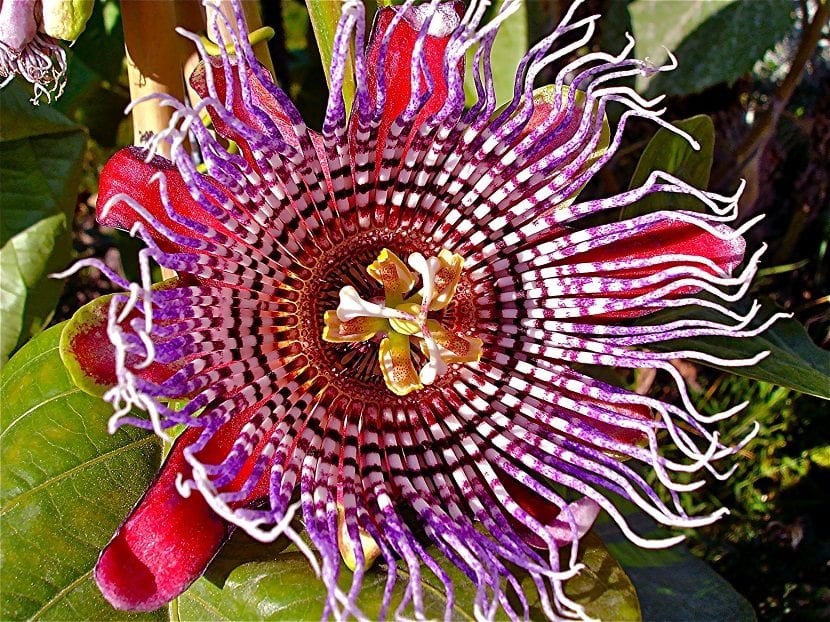 fleur aux couleurs vives appelée Passiflora alata