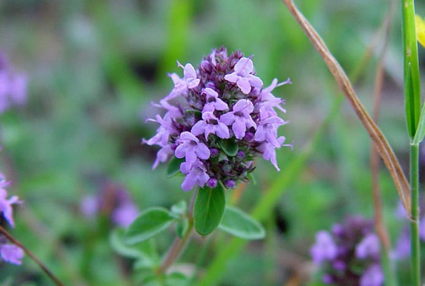 Thymus serpyllum (thym de San Juan) JM?Flora