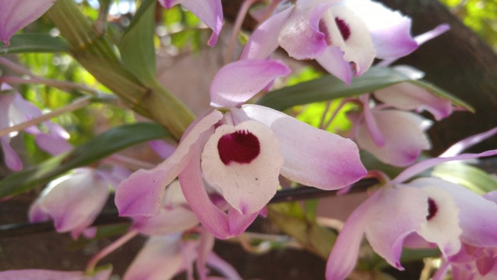 Le Cattleya est une orchidée tropicale