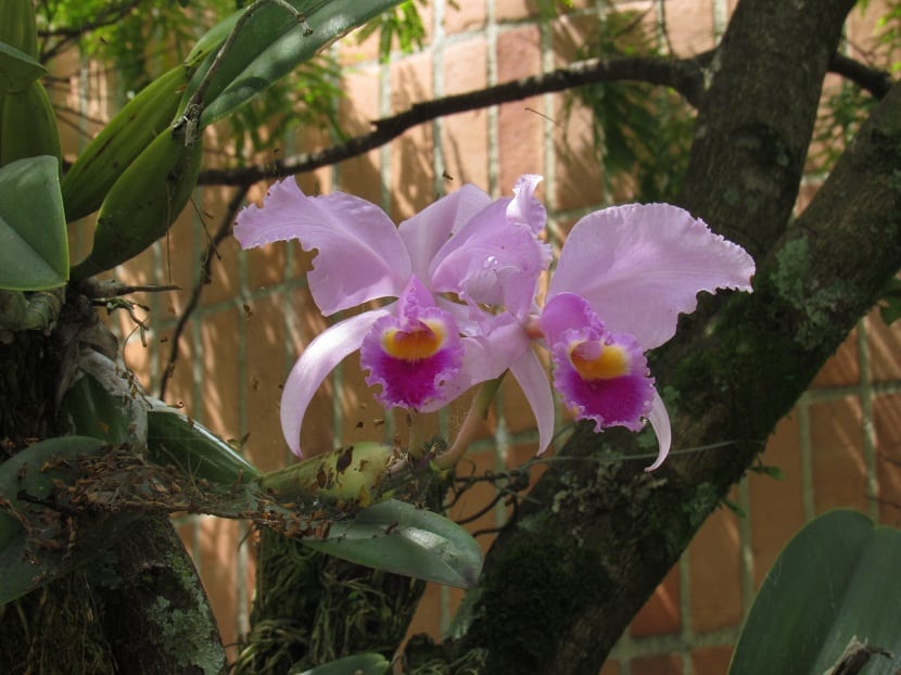 deux orchidées apparaissant d'un grand tronc