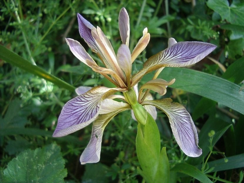 Fleur de lys puante