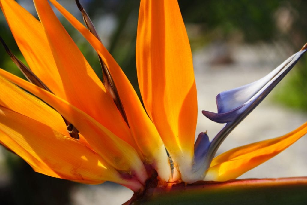 La fleur de l'oiseau de paradis est très frappante