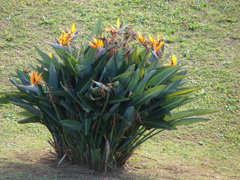 Vue de la plante Strelitzia reginae