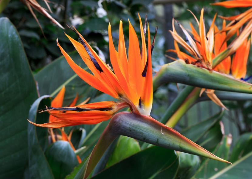 Strelitzia reginae, une plante aux fleurs très curieuses