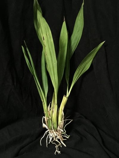 Plante Coryanthes speciosa