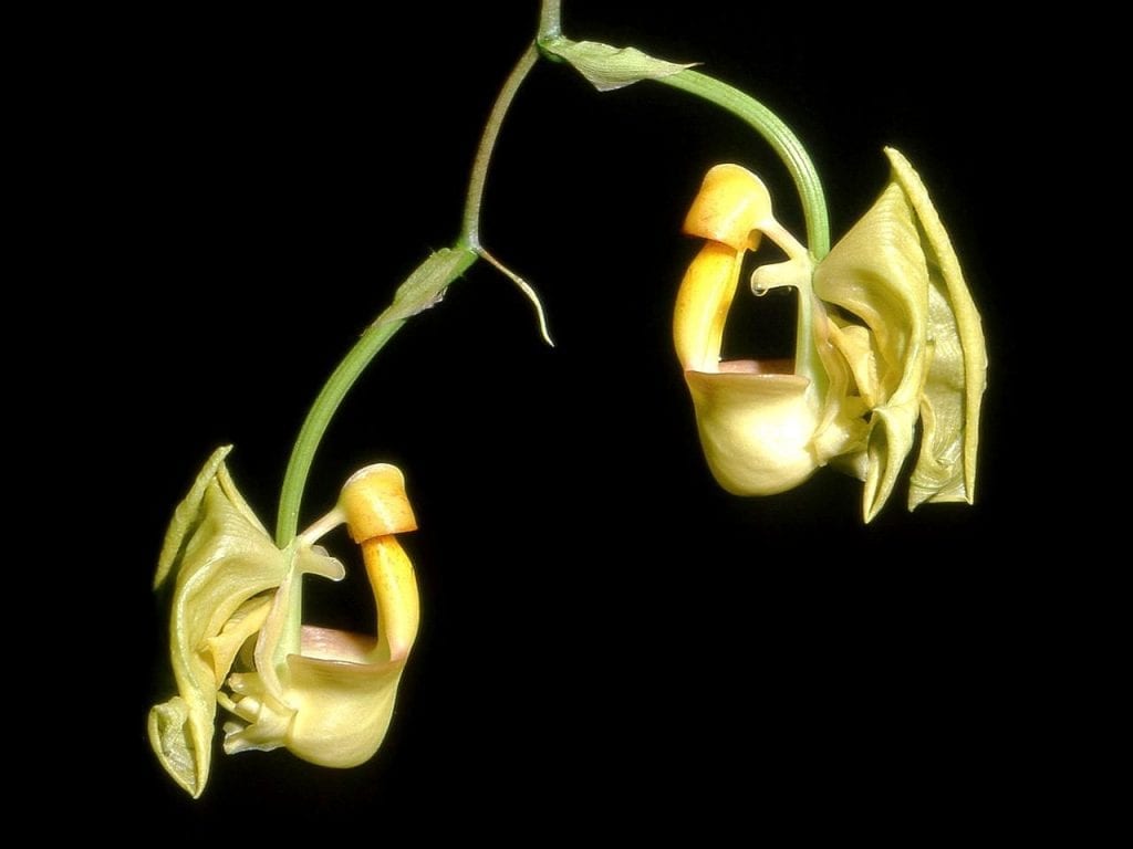 Coryanthes speciosa à fleur jaune
