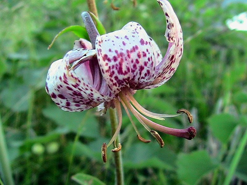 Fleur de lilium martagon