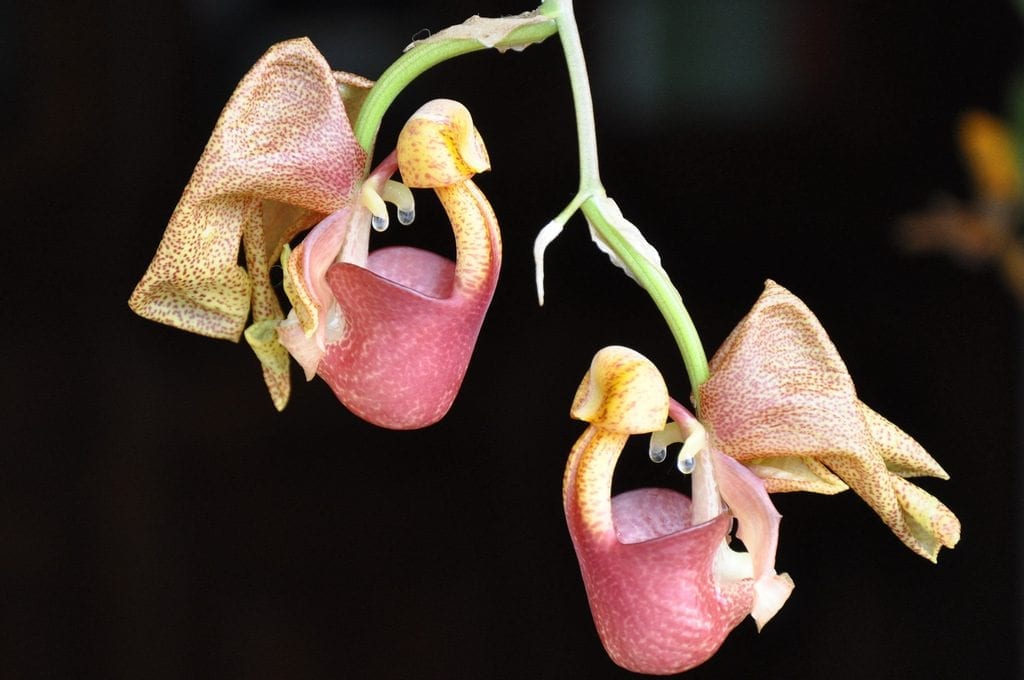 Coryanthes speciosa