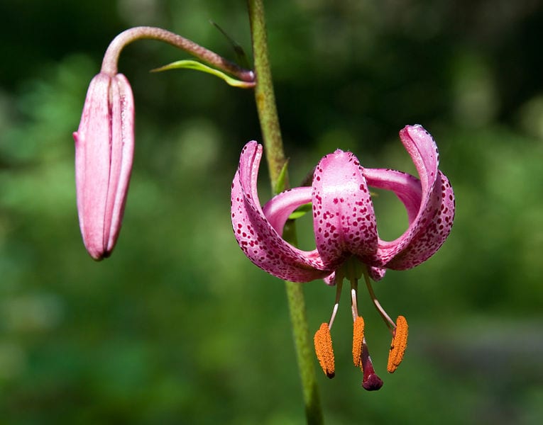 Martagon en fleur