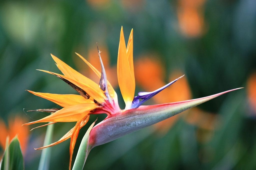 Strelitzia reginae est une très belle plante
