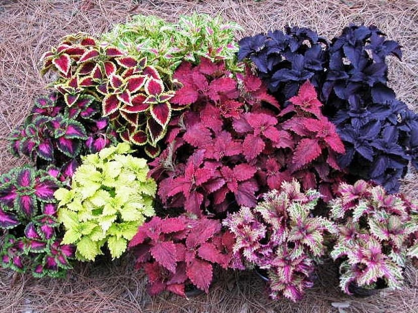 Les couleurs du cocon