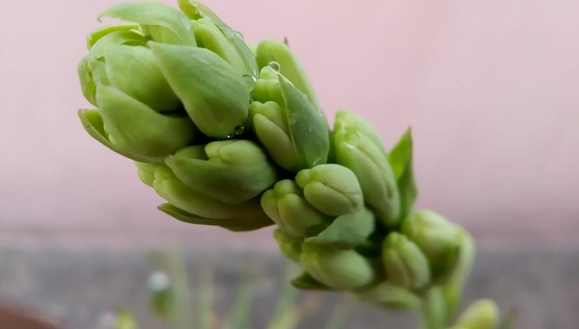 Les fleurs de nard à épines apparaissent dans les inflorescences terminales