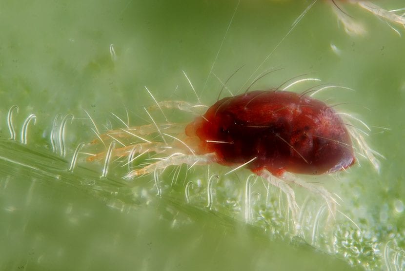 L'araignée rouge, un parasite qui peut affecter vos nards
