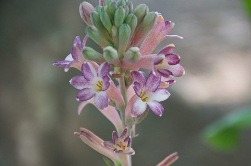 Polianthes tuberosa 'Sensation', une fleur rose bulbeuse