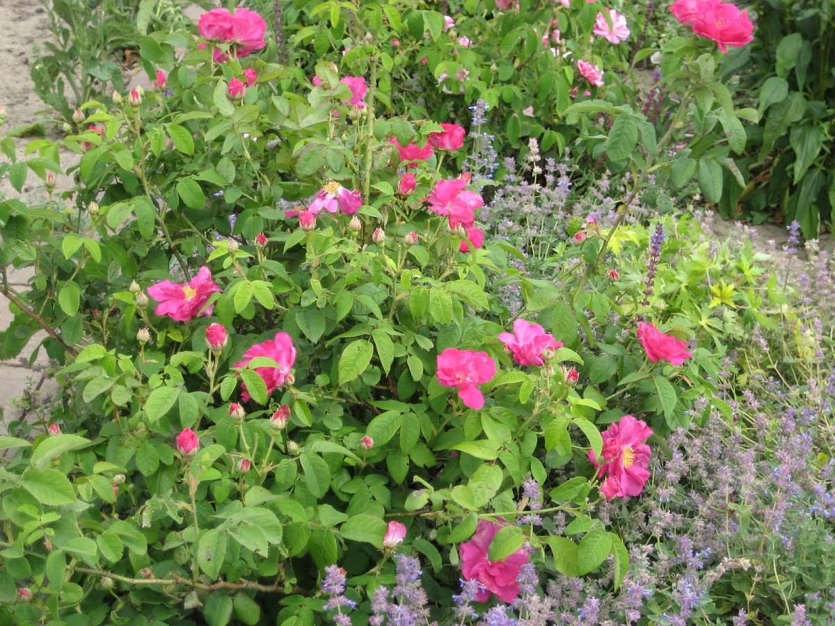 La Rosa de Castilla peut être cultivée dans les jardins