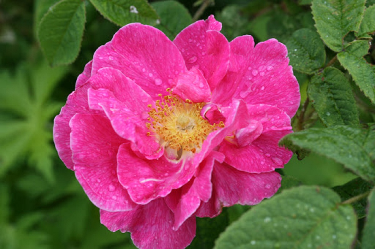 La Rose Gallica fleurit au printemps
