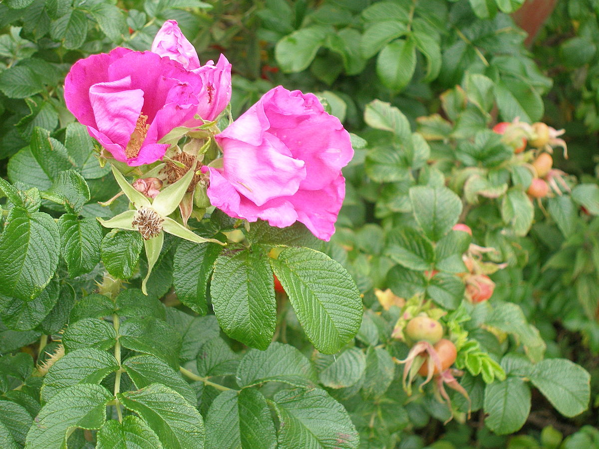 La rose de Castille est une plante à fleurs