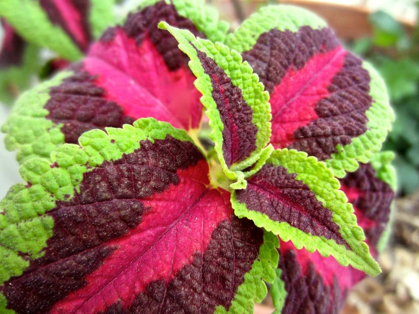 Coleus blumei