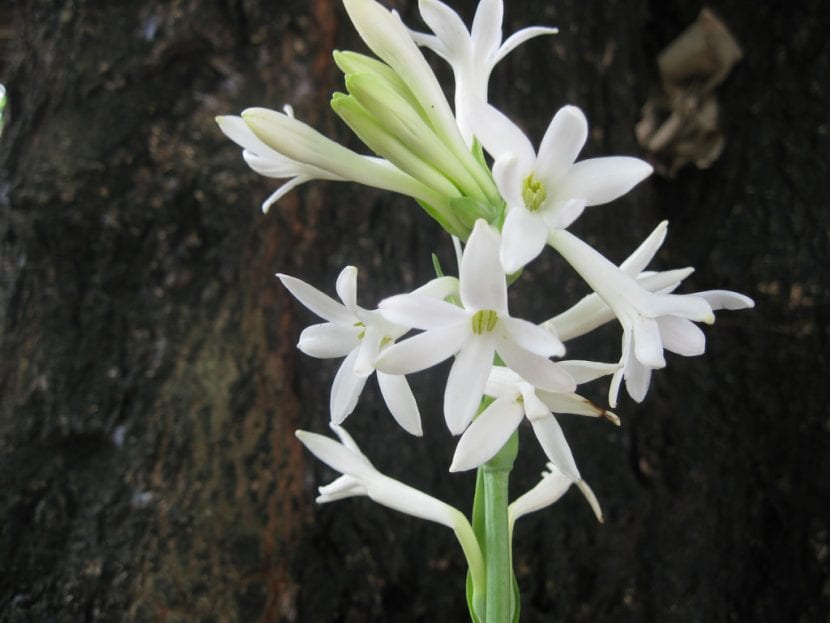 La tubéreuse est une fleur blanche bulbeuse
