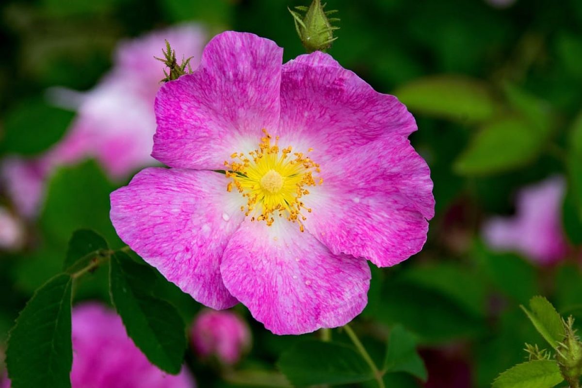 La rose gauloise est un bel arbuste