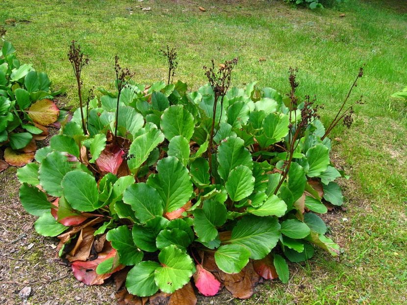 Bergenia cordifolia