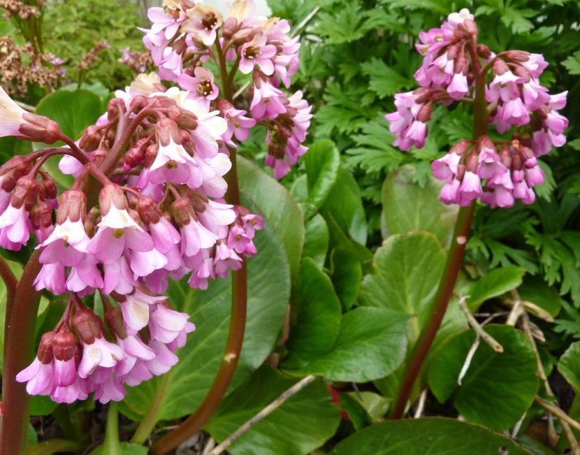 Bergenia 'Oeschberg