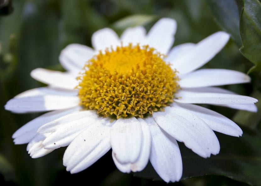 La marguerite blanche, une herbe commune mais très belle