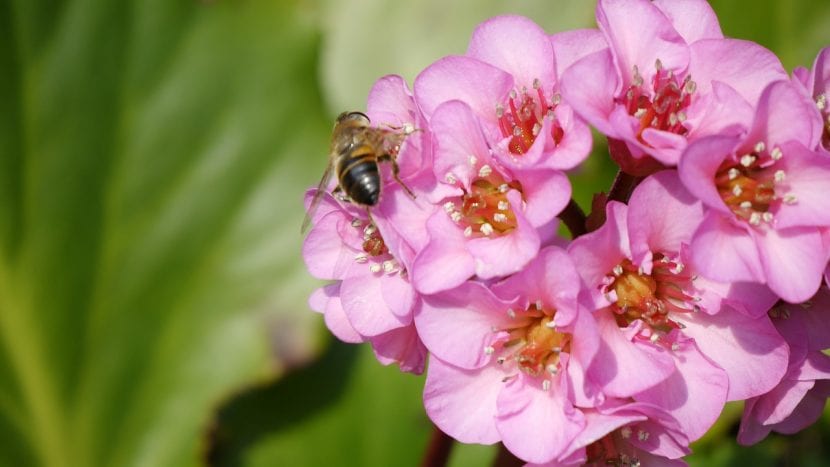 Bergenia cordifolia