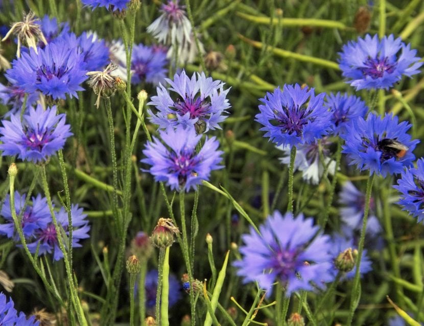 Centaurea cyanus, le nom scientifique du bleuet