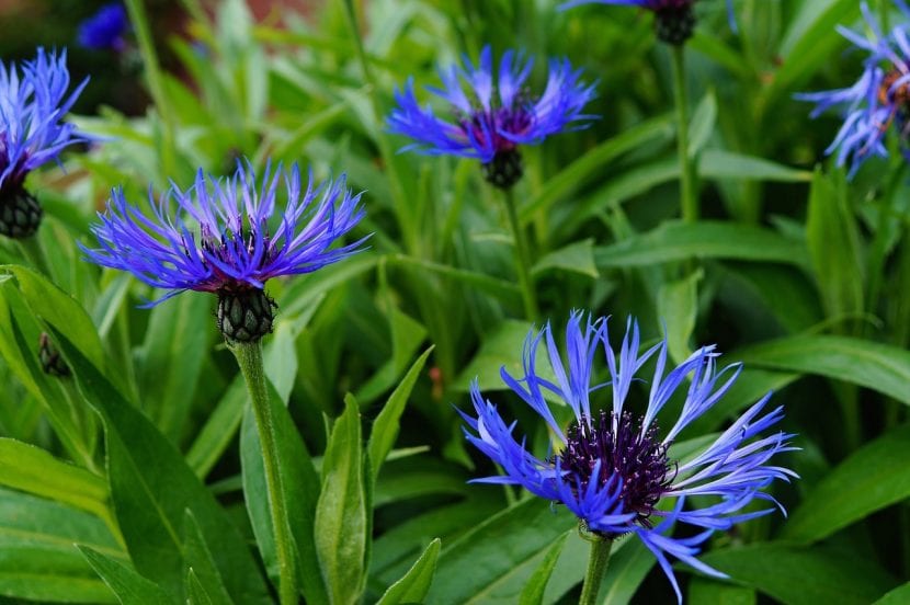 Vue d'une plante de bleuet en fleur