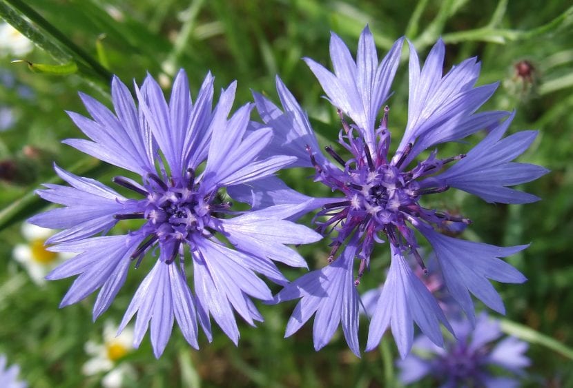 Placez vos bleuets en plein soleil pour qu'ils fleurissent