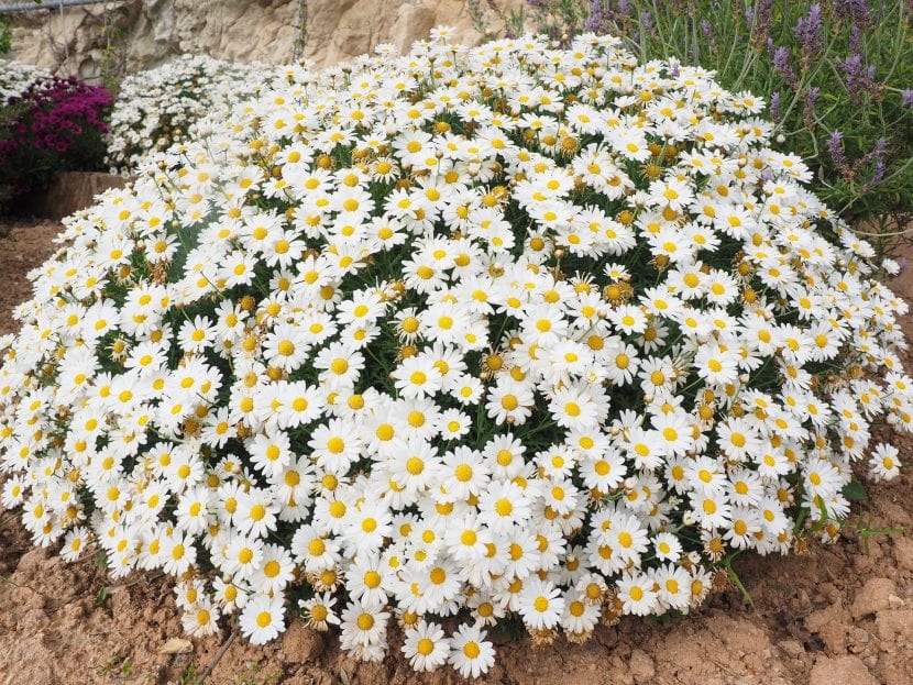 Marguerite