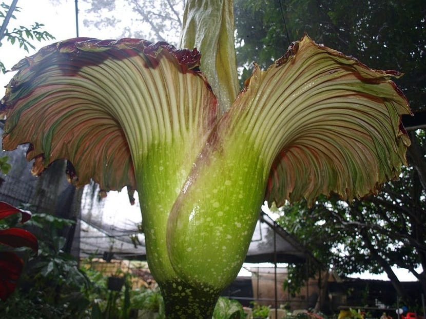 Caractéristiques de la Rafflesia ou fleur de cadavre - JM?Flora