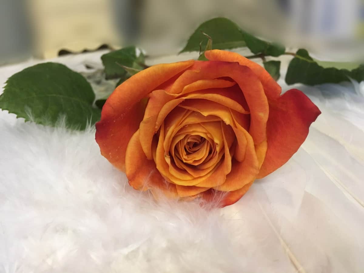 Les fleurs de roses sèchent bien et rapidement dans les livres