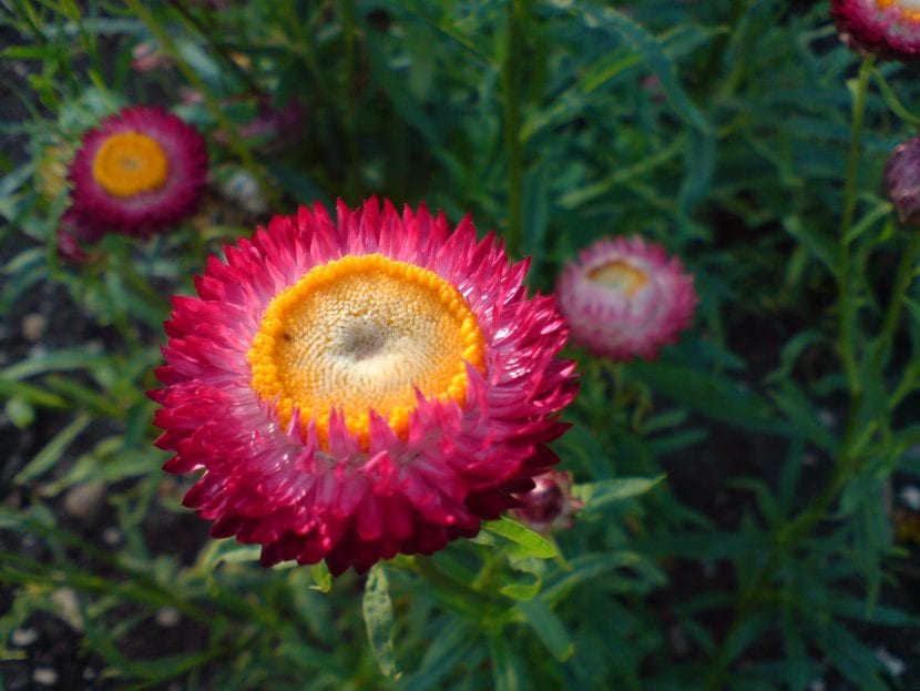 Helichrysum bracteatum, nom de la fleur de papier