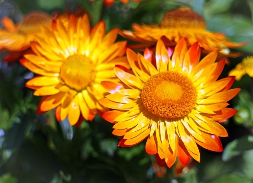 Une fleur en papier dans le jardin