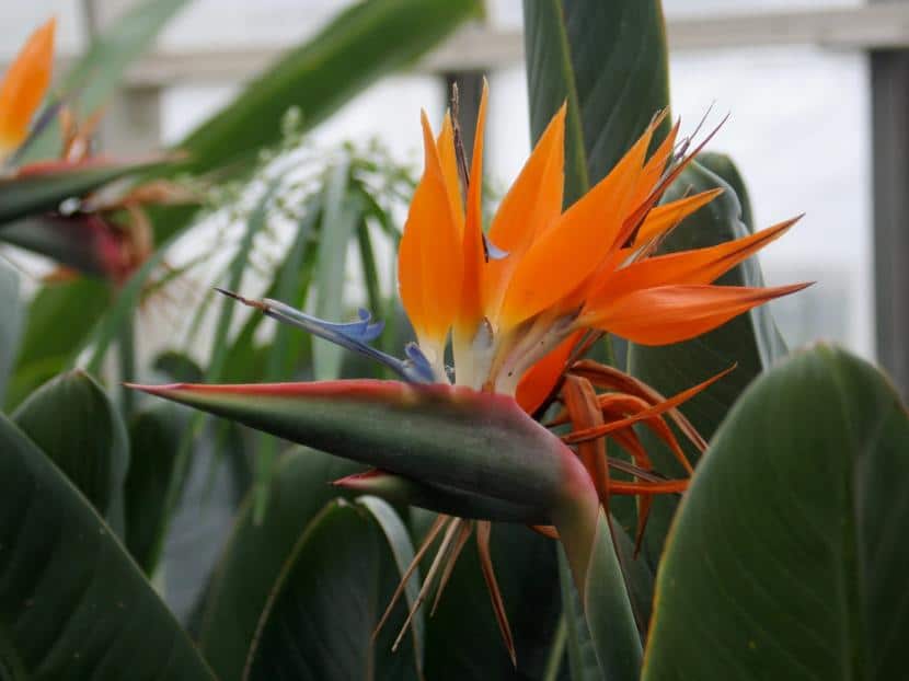 Strelitzia reginae