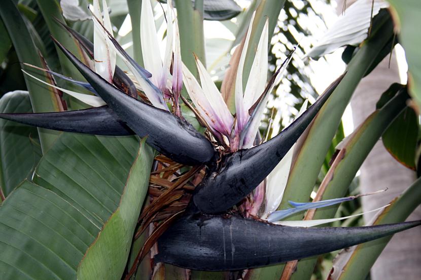 Strelitzia nicolai