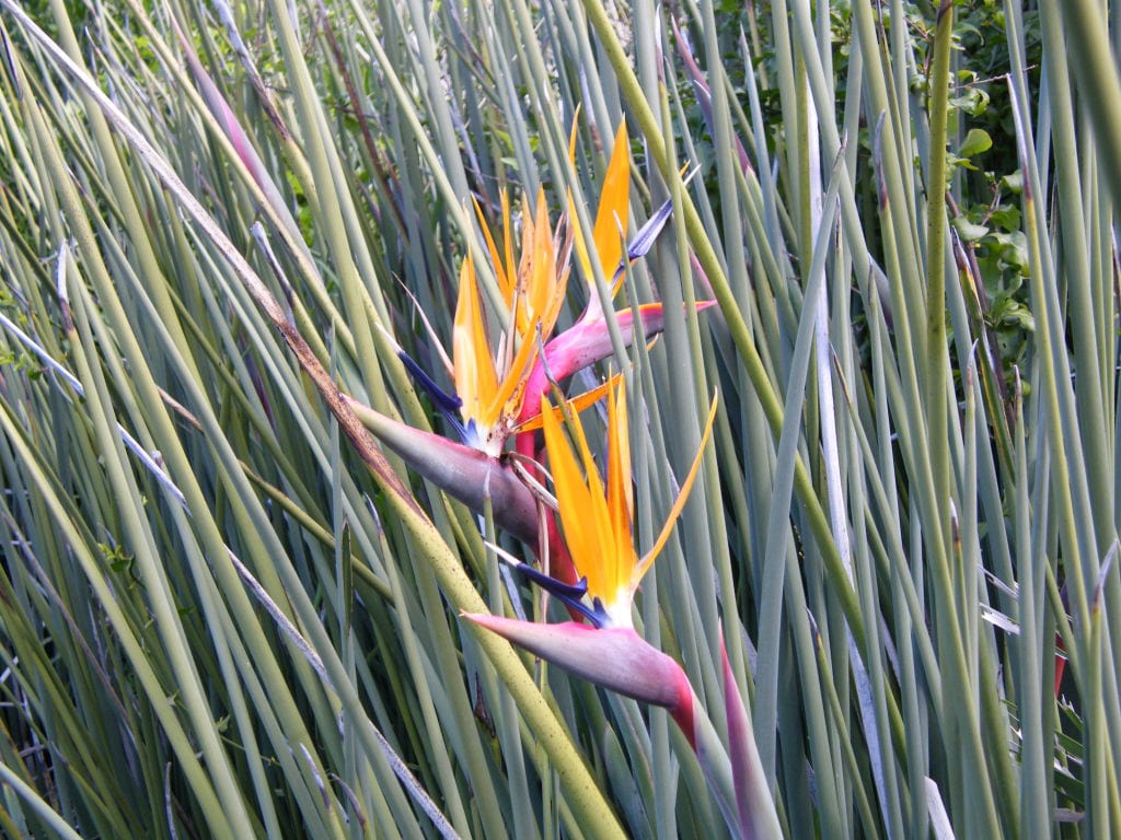 Strelitzia juncea