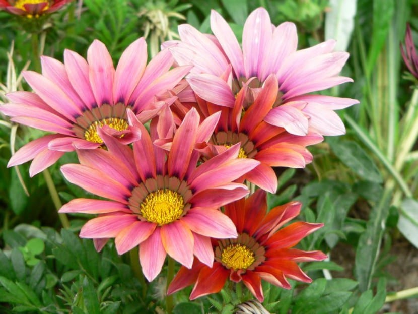 Gazania