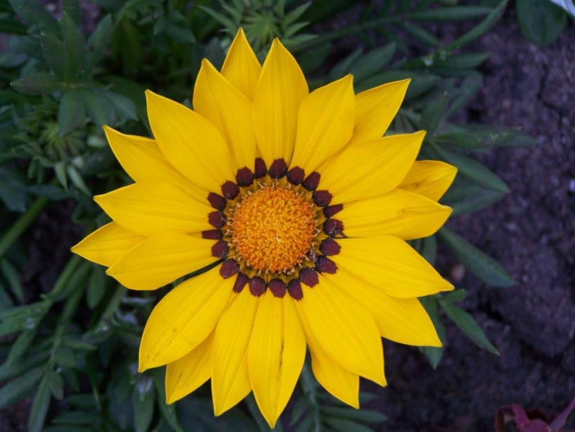 La gazéification jaune
