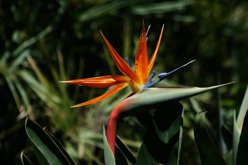 Fleur d'oiseau de paradis
