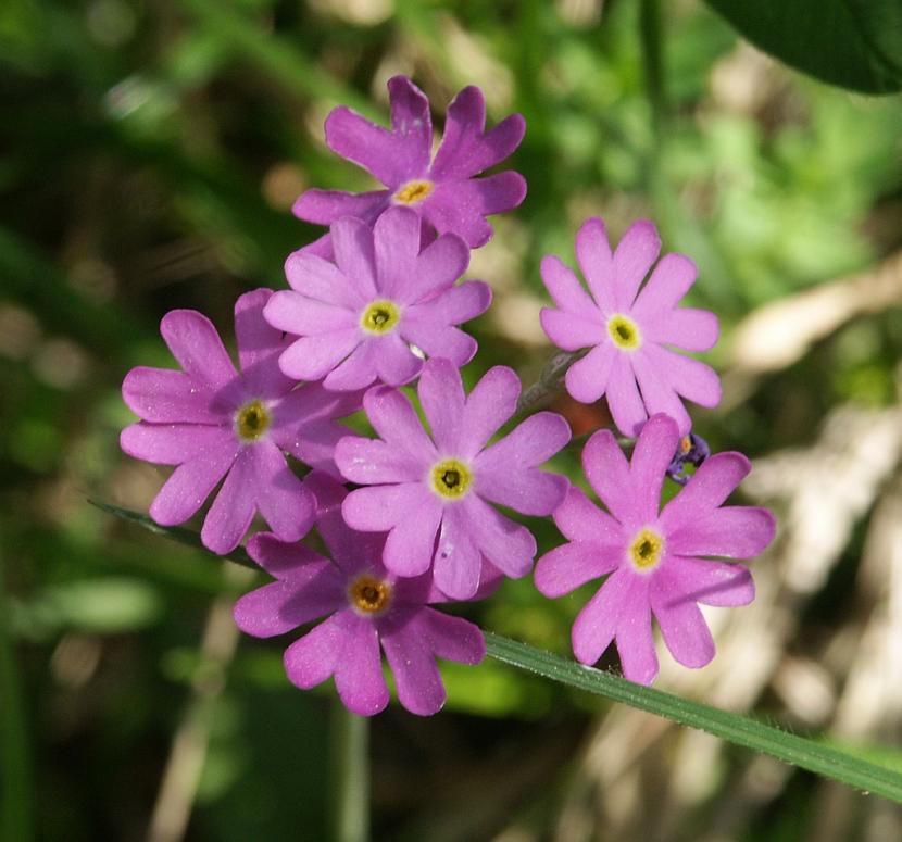 Primula pharyngienne