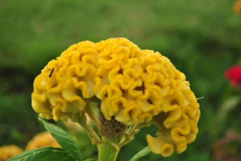 Celosia argentea v. cristata