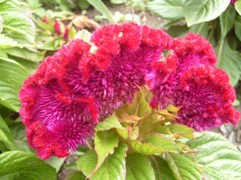 Celosia argentea v. cristata